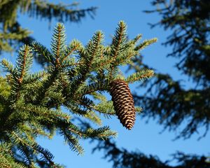 Preview wallpaper spruce, branches, needles, pine cone, macro