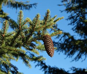 Preview wallpaper spruce, branches, needles, pine cone, macro