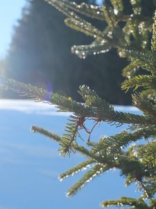 Preview wallpaper spruce, branches, needles, light, winter, macro