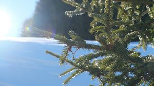 Preview wallpaper spruce, branches, needles, light, winter, macro