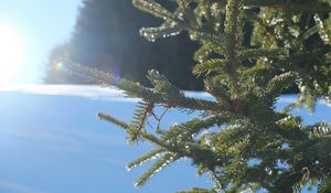 Preview wallpaper spruce, branches, needles, light, winter, macro