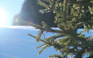 Preview wallpaper spruce, branches, needles, light, winter, macro