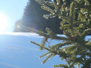 Preview wallpaper spruce, branches, needles, light, winter, macro