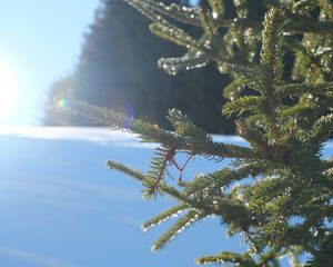 Preview wallpaper spruce, branches, needles, light, winter, macro