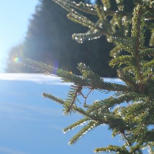 Preview wallpaper spruce, branches, needles, light, winter, macro