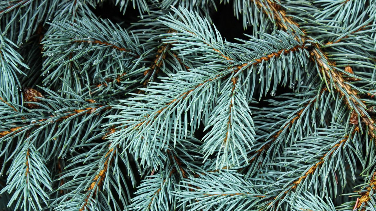 Wallpaper spruce, branches, needles, macro, background