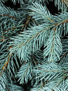 Preview wallpaper spruce, branches, needles, macro, background