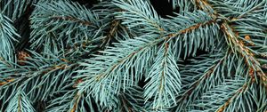 Preview wallpaper spruce, branches, needles, macro, background