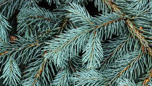 Preview wallpaper spruce, branches, needles, macro, background