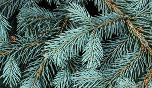 Preview wallpaper spruce, branches, needles, macro, background