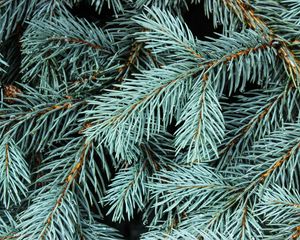 Preview wallpaper spruce, branches, needles, macro, background