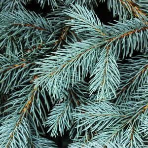 Preview wallpaper spruce, branches, needles, macro, background