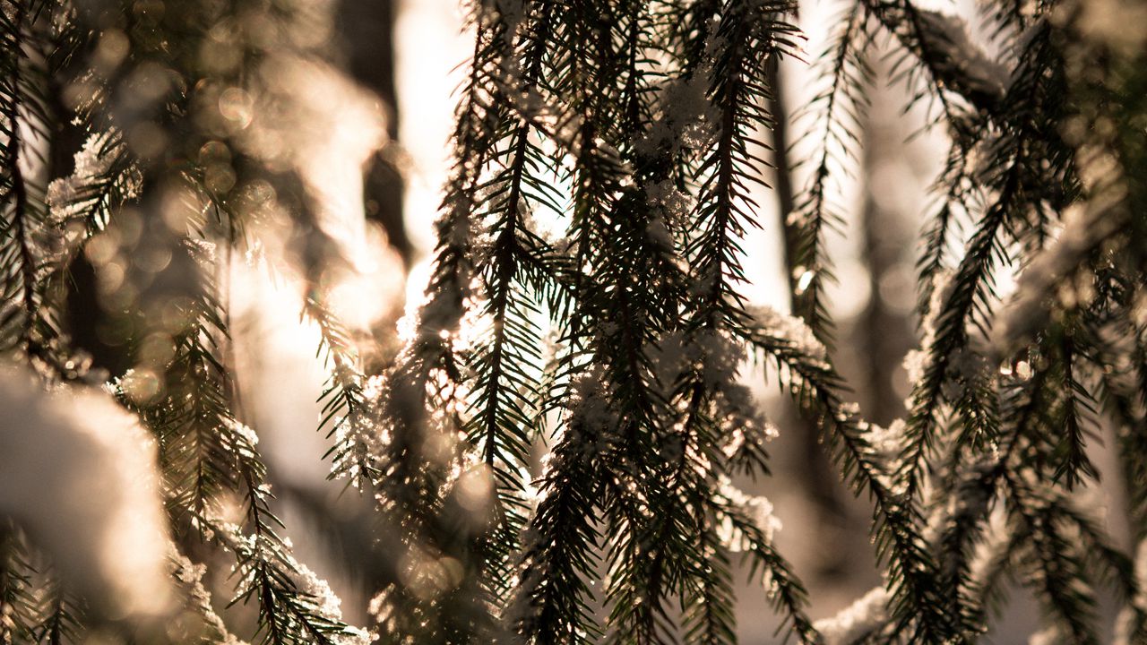 Wallpaper spruce, branches, snow, light, winter