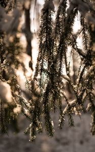 Preview wallpaper spruce, branches, snow, light, winter