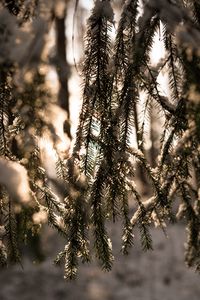 Preview wallpaper spruce, branches, snow, light, winter