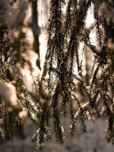 Preview wallpaper spruce, branches, snow, light, winter