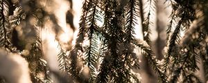 Preview wallpaper spruce, branches, snow, light, winter