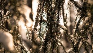 Preview wallpaper spruce, branches, snow, light, winter