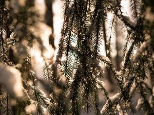 Preview wallpaper spruce, branches, snow, light, winter