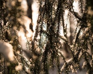 Preview wallpaper spruce, branches, snow, light, winter