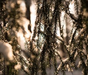 Preview wallpaper spruce, branches, snow, light, winter