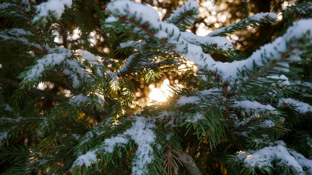 Wallpaper spruce, branches, snow, macro, winter