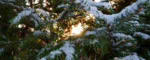 Preview wallpaper spruce, branches, snow, macro, winter