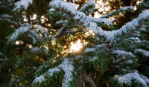 Preview wallpaper spruce, branches, snow, macro, winter