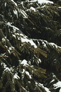 Preview wallpaper spruce, branches, snow, trees, winter