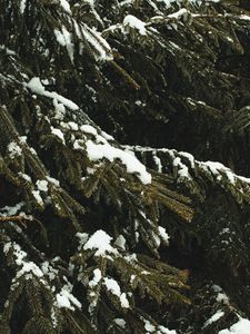 Preview wallpaper spruce, branches, snow, trees, winter