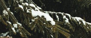 Preview wallpaper spruce, branches, snow, trees, winter