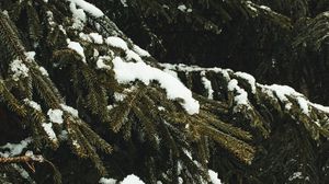 Preview wallpaper spruce, branches, snow, trees, winter