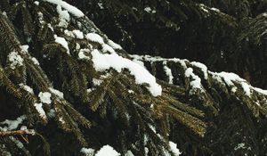 Preview wallpaper spruce, branches, snow, trees, winter