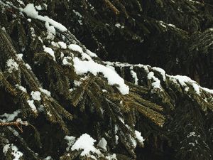 Preview wallpaper spruce, branches, snow, trees, winter