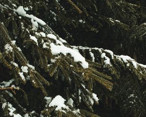 Preview wallpaper spruce, branches, snow, trees, winter