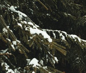 Preview wallpaper spruce, branches, snow, trees, winter