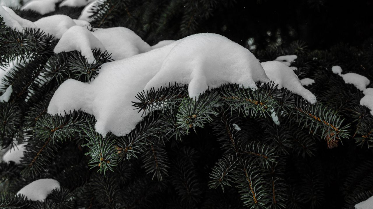 Wallpaper spruce, branches, snow, winter