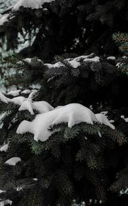 Preview wallpaper spruce, branches, snow, winter