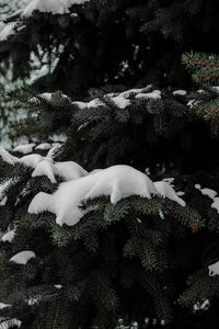 Preview wallpaper spruce, branches, snow, winter