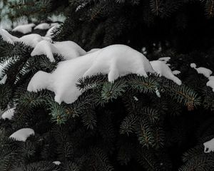 Preview wallpaper spruce, branches, snow, winter