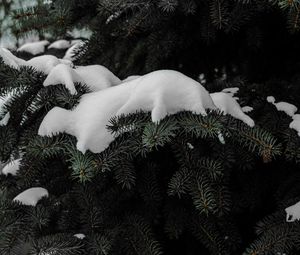 Preview wallpaper spruce, branches, snow, winter