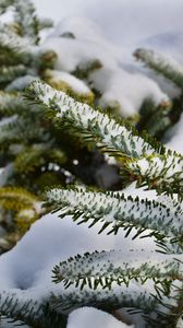 Preview wallpaper spruce, branches, snow, winter, nature