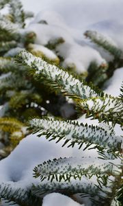 Preview wallpaper spruce, branches, snow, winter, nature