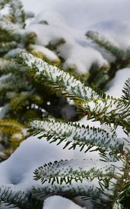 Preview wallpaper spruce, branches, snow, winter, nature