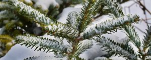 Preview wallpaper spruce, branches, snow, winter, nature