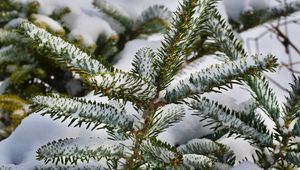 Preview wallpaper spruce, branches, snow, winter, nature