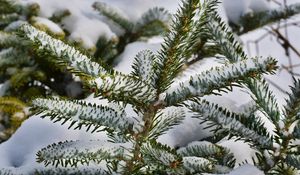 Preview wallpaper spruce, branches, snow, winter, nature