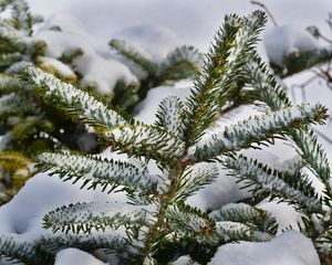 Preview wallpaper spruce, branches, snow, winter, nature