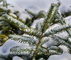 Preview wallpaper spruce, branches, snow, winter, nature