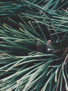 Preview wallpaper spruce, branches, spines